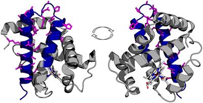 Vascular Expression of Hemoglobin Alpha in Antarctic Icefish Supports Iron Limitation as Novel Evolutionary Driver